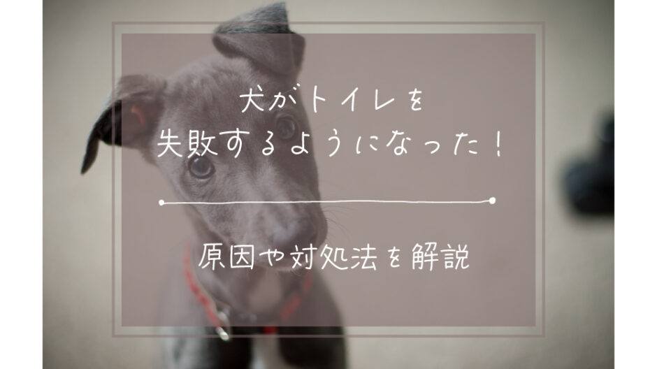 犬がトイレを失敗するようになった